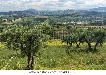 Rural Landscape At Summer Near Montegiorgio, Fermo, Marches, Italy