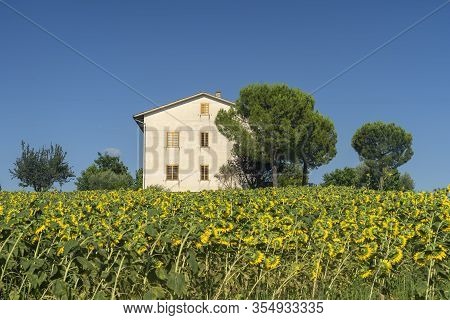 Rural Landscape At Summer Near Mogliano, Macerata, Marches, Italy