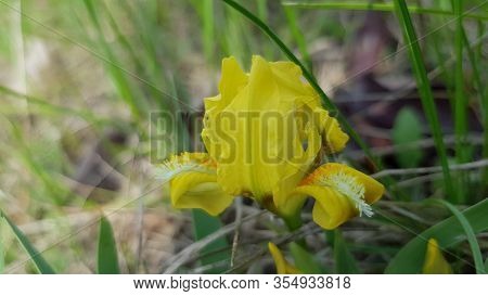 Tiny Wildflower Yellow Iris Closeup. Spring Blooming Yellow Flower Named Fleur-de-lis Among Green Bl