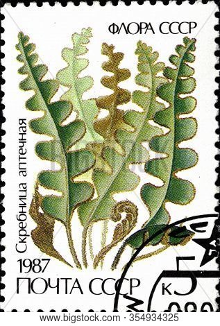 2 11 2020 Divnoe Stavropol Territory Russia Postage Stamp Ussr 1987 Ferns Ceterach Officinarum Flora