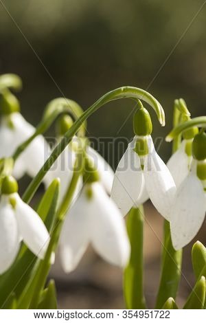 Wild White Snowdrops Close-up In Spring Time