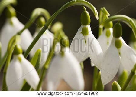 Common Snowdrop , Blooming White Flowers In Early Spring In The Forest, Closeup