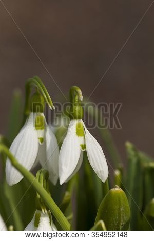 Beautiful Snowdrops On Nature Background. Close Up