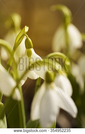Snowdrop Flowers (galanthus Nivalis) Close Up. Sunlight Color