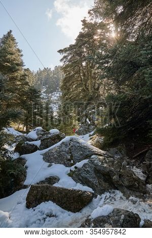 Pinsapo Fir Forest With Snow, Rocks And Bright Sun In Sierra De Las Nieves