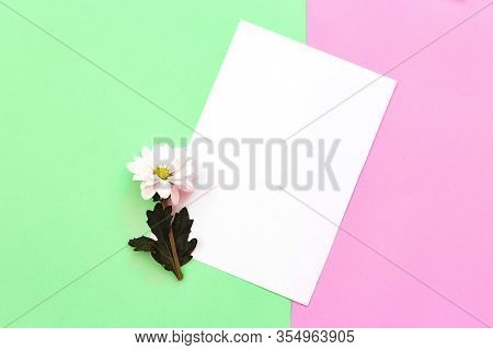 White Chrysanthemum With Copy Space On A Green And Pink Background