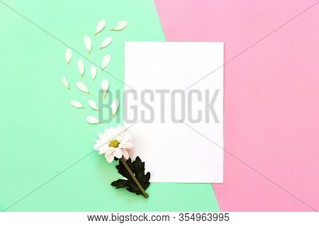 White Chrysanthemum With Copy Space On A Green And Pink Background