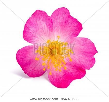 Dog Rose Flower Isolated On White Background