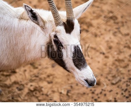 An East African Oryx Looks On Fearfully In The Desert
