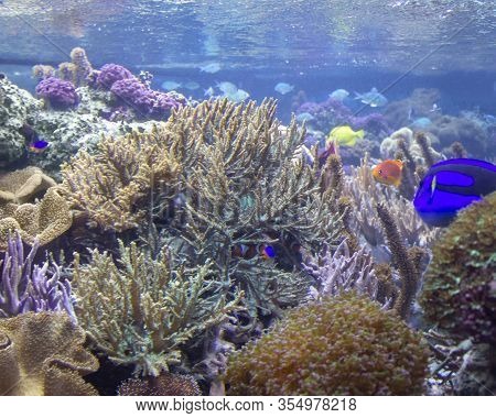 Colorful Coral Reef Scenery With Lots Of Different Corals, Sea Anemones And Fishes
