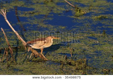 작은 새 (ixobrichus Minutus)