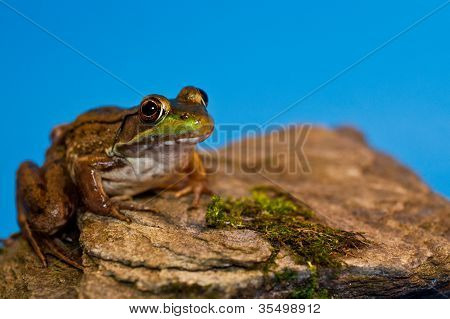 grÃ¼ne Frosch (Rana Clamitans)