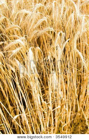 Grano