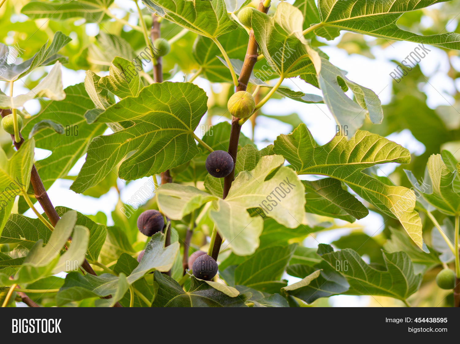 Fig Tree Fruits. Image & Photo (Free Trial) Bigstock