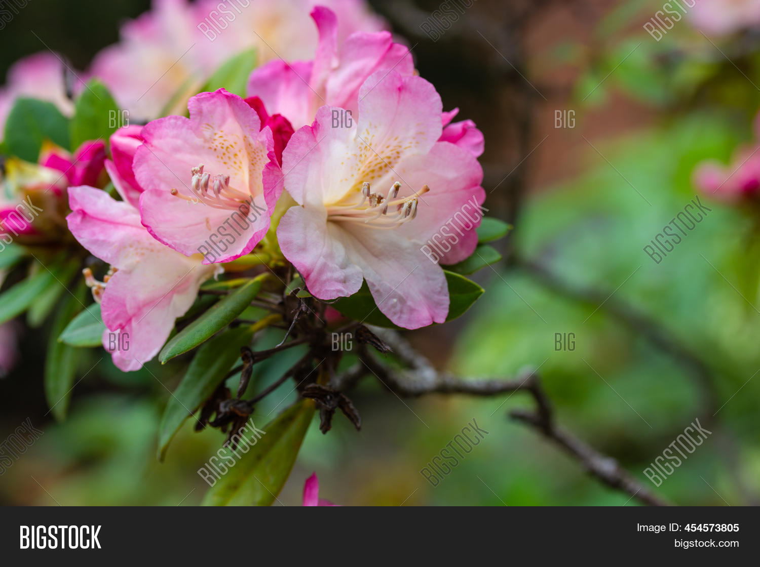 Pink Azalea Flowers Image & Photo (Free Trial) | Bigstock