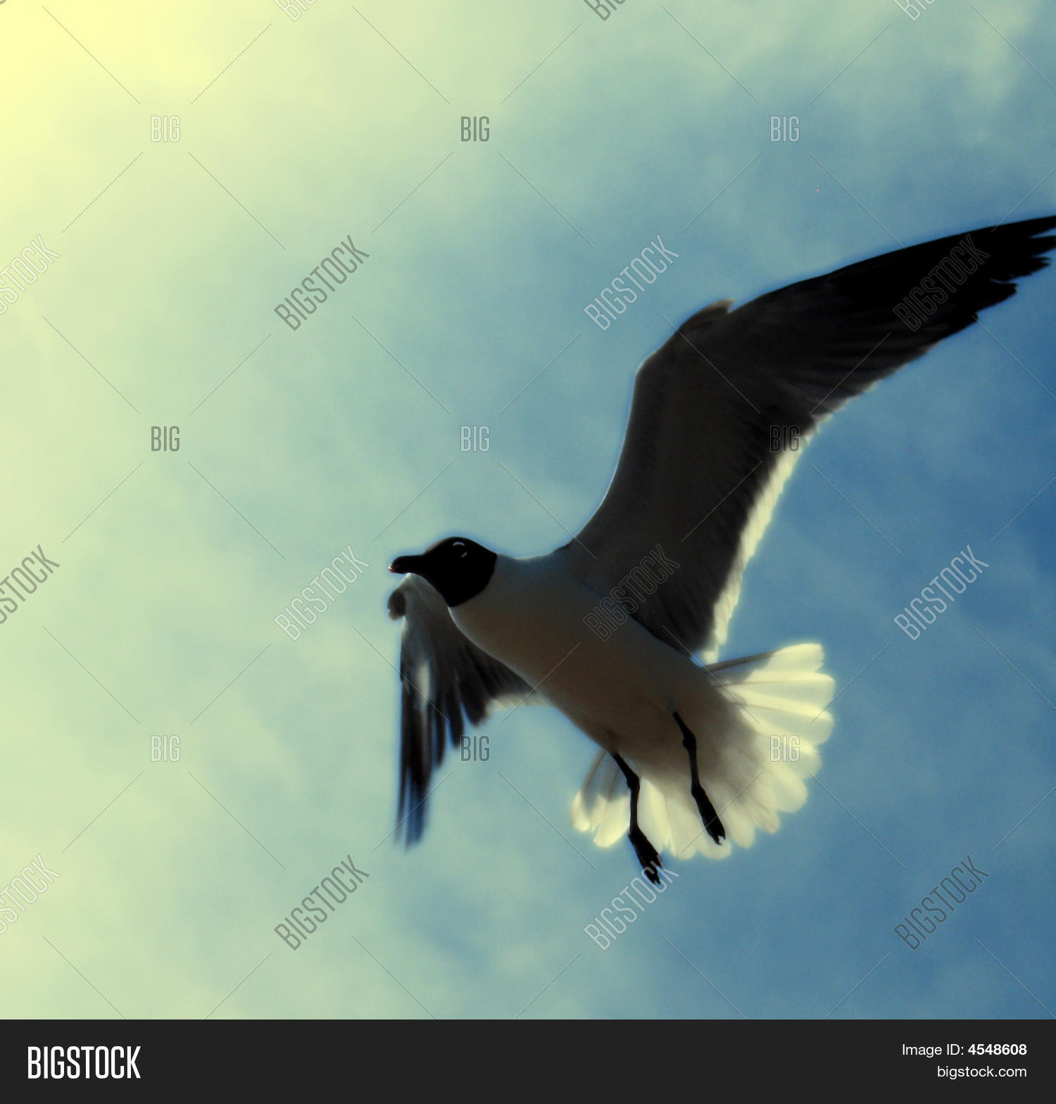 Image Preview