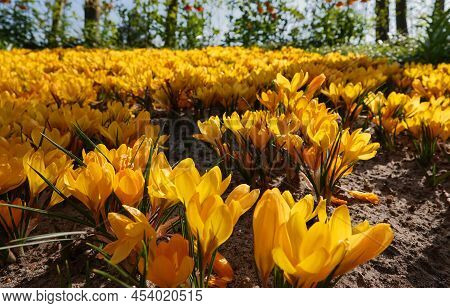 The Crocus Flavus, Yellow Crocus, Dutch Yellow Crocus Or Snow Crocus Is Part Of The Family Iridacea.