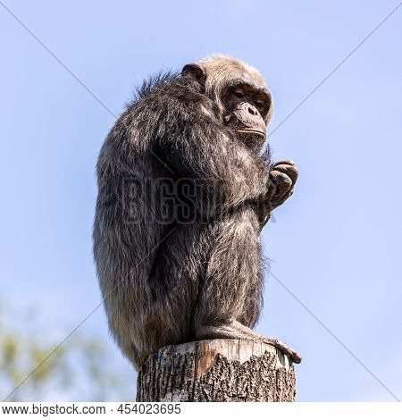 Common Chimpanzee, Pan Troglodytes, Popular Great Ape From African Forests And Woodlands, Kibale For