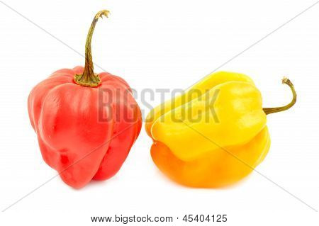 Scotch Bonnet Peppers (chili)