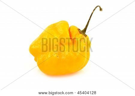 Scotch Bonnet Peppers (chili)