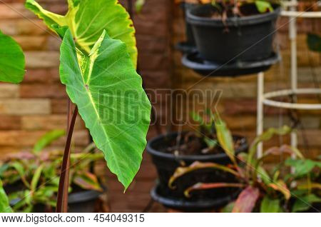 Beautiful Colocasiea Hybrid Plant  In My Gartden