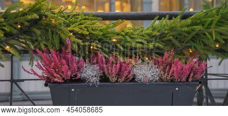 Pink Heather And Silver Moss In A Flower Pot On The Background Of A Christmas Garland Of Fir Branche
