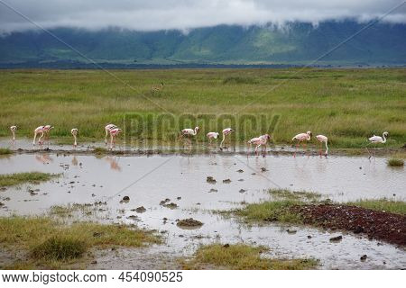 Group Of Flamingos Standing In The Water And Searching For Food, Ngorongoro Crater, Tanzania 2021