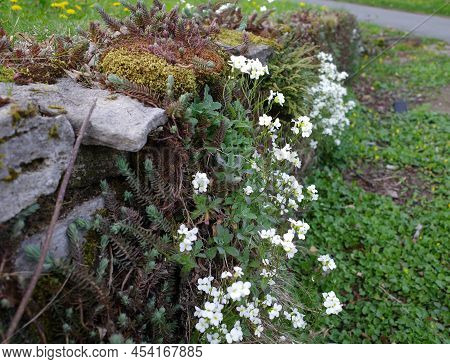Garden Wall Made Of Natural Stones Overgrown With White Aubrieta And  Sedum Plants