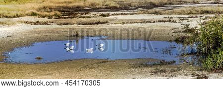 A Seagulls On The Shallow Salty Lagoon Near The Azov Sea On The Arabat Spit, Ukraine