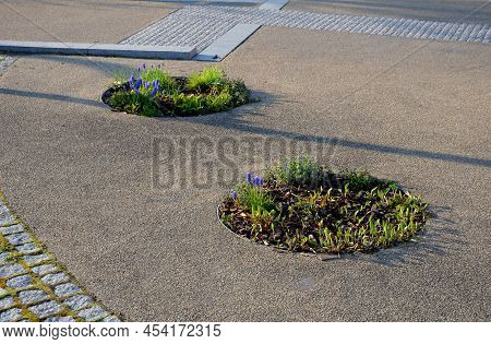 Trees Planted On Small Circular Hills. They Are Planted With Perennials And Mulched Bark. Circle Flo