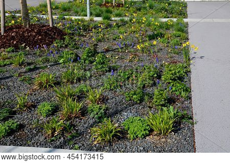Parking In The Parking Lot At The Flowerbed In The Shape Of A Lane With Trimmed Ornamental Grasses. 