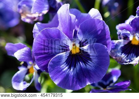 Weesen, Switzerland, April 13, 2022 Blossom Of A Blue Pansy Flower In A Little Park In Spring Time