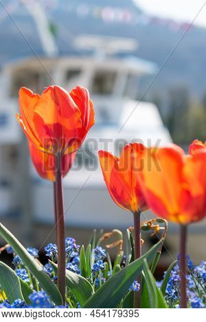 Weesen, Switzerland, April 13, 2022 Blossom Of Red Tulips In A Little Park In Spring Time