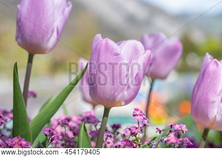 Weesen, Switzerland, April 13, 2022 Lovely Lila Tulip Flower Blossoms Are Growing In A Little Park I