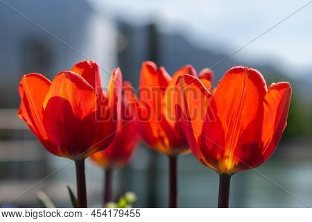 Weesen, Switzerland, April 13, 2022 Majestic Red Tulip Flower Blossoms In A Little Park In Spring Ti