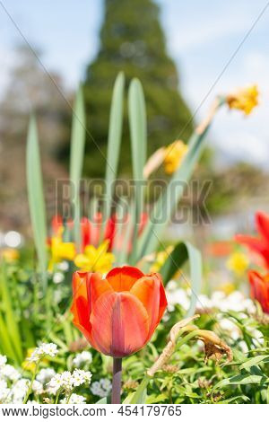 Weesen, Switzerland, April 13, 2022 Colorful Fresh Flowers Are Growing In A Little Park In Spring Ti