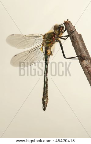 Cordulia aenea