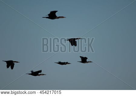 Great Cormorants Phalacrocorax Carbo In Flight At Sunset. Langue De Barbarie National Park. Senegal 
