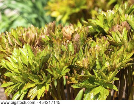 Young Peony Shoots In Early Spring. A Peony Bush In The Garden In Early Spring. Abstract Background 