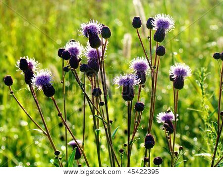 Pink Sow-thistle