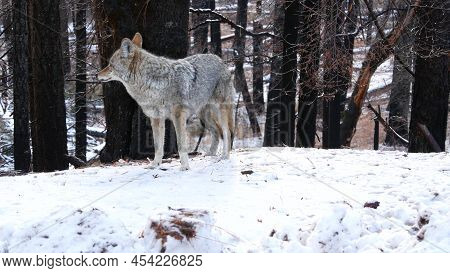 Wild Furry Wolf, Gray Coyote Or Grey Coywolf, Winter Snowy Forest, Yosemite National Park Wildlife, 