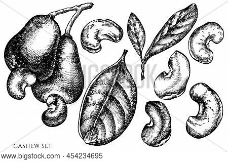 Vector Set Of Hand Drawn Black And White Cashew Stock Illustration