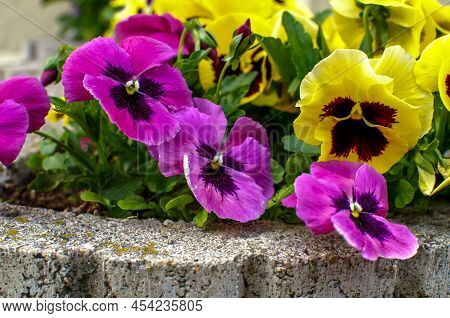 Viola Wittrockiana Gams, Pansies, Multi-colored Flowers