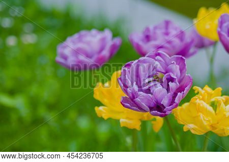Colorful Spring Meadow With Purple Tulip Negrita Double And Yellow Tulip Monte Carlo Flowers - Close