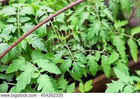 Spring Tomato Seedlings In A Wooden Box For Future Harvest