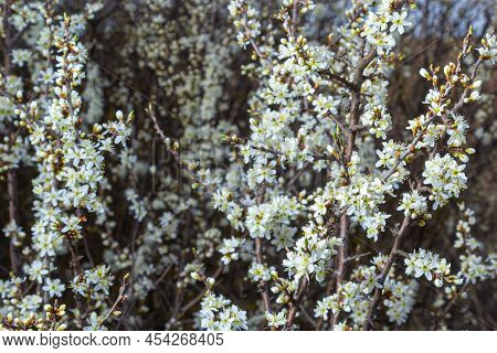 Prunus Spinosa, Called Blackthorn Or Sloe, Is A Species Of Flowering Plant In The Rose Family Rosace