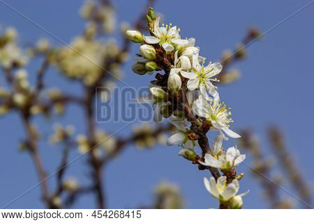 Prunus Spinosa, Called Blackthorn Or Sloe, Is A Species Of Flowering Plant In The Rose Family Rosace