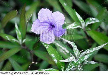 Ruellias Or Wild Petunias , Ruellia Simplex Or Acanthaceae Plant