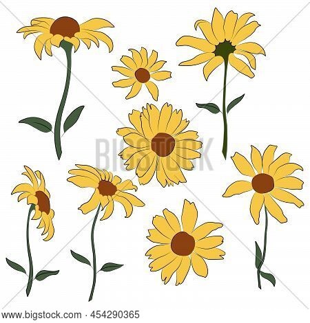 Set Of Open Heliopsis Blossom Vector Color, Yellow Illustration Isolated On White Background. Vector