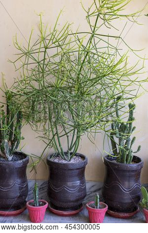 Euphorbia Tirucalli Pencil Cactus Large Plant In A Pot